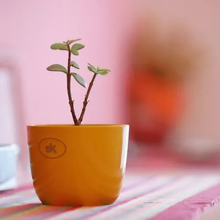 Senkini Dvori Appartamento *